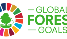 Birleşmiş Milletler Orman Forumu (UNFF) Bürosu